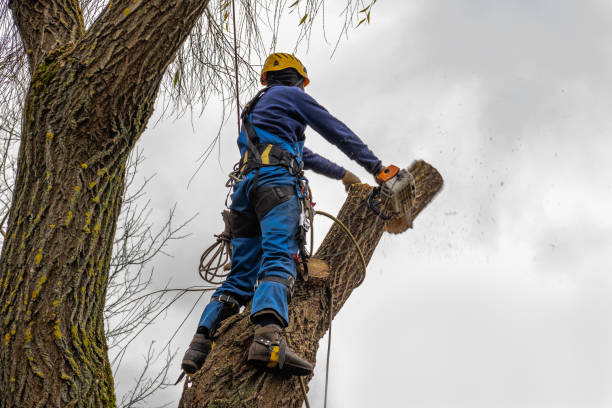 Reliable Severn, MD  Tree Services Solutions