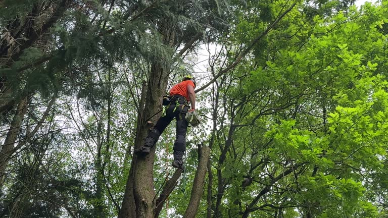 Why Choose Our Tree Removal Services in Severn, MD?